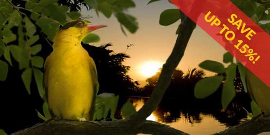 early bird oriole at sunrise in front of villa oriole phuket swimming pool 15% discounts deal flash in right hand corner