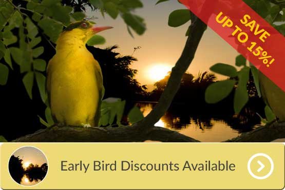 golden oriole sitting in a tree in front of swimming pool at sunrise with flash advertising 15% discount booking at villa oriole phuket