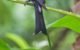 racket tailed drongo a black bird with orange eyes and long extended tail feathers perched in a banana tree in phuket, thailand