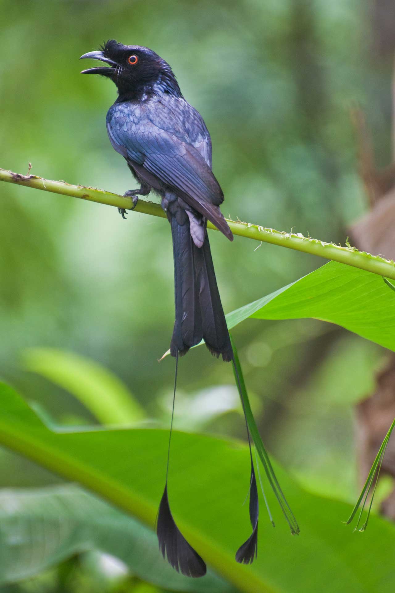 Racket Tailed Drongo, a medium sized black tropical forest bird with bright orange eyes and a long tail with extended outer feathers commonly seen in the gardens at villa oriole phuket free photo download