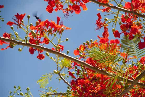 Red flowers on Flame Tree in Phuket - free stock photograph