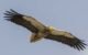 Egyptian vulture soaring across a blue sky hunting for prey in the indian desert