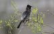 red vented bulbul with early morning sunshine behind perched on a thorn bush in india